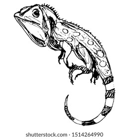 Isolated vector illustration. Green iguana lizard. Hand drawn linear sketch. Black silhouette on white background.