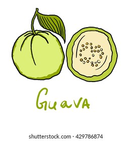 Isolated vector illustration of guava - exotic tropical fruit of Asia.
Psidium guajava.