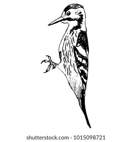 Isolated vector illustration. Hand drawn linear ink sketch of a Woodpecker bird.