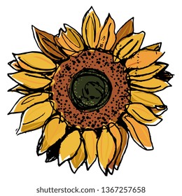 Isolated vector illustration. Hand drawn colored sketch of a sunflower head.