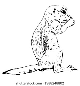 Isolated vector illustration. Hand drawn linear ink sketch of a wild rodent. Ground squirrel, Prairie dog, Chipmunk, Suslik or Gopher. Black silhouette on white background.