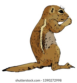 Isolated vector illustration. Hand drawn colored sketch of a wild rodent. Ground squirrel, Prairie dog, Chipmunk, Suslik or Gopher. 