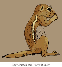 Isolated vector illustration. Hand drawn colored sketch of a wild rodent. Ground squirrel, Prairie dog, Chipmunk, Suslik or Gopher. 