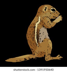 Isolated vector illustration. Hand drawn colored sketch of a wild rodent. Ground squirrel, Prairie dog, Chipmunk, Suslik or Gopher. On black background.