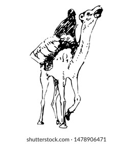 Isolated vector illustration. Hand drawn doodle sketch of a camel with rider. Black and white silhouette.