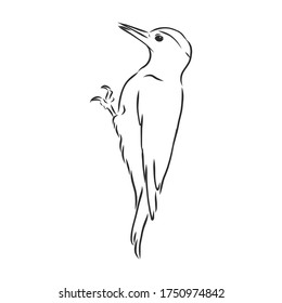 Isolated vector illustration. Hand drawn linear ink sketch of a Woodpecker bird. woodpecker bird, vector sketch illustration