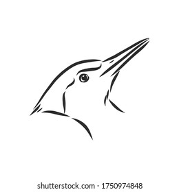 Isolated vector illustration. Hand drawn linear ink sketch of a Woodpecker bird. woodpecker bird, vector sketch illustration