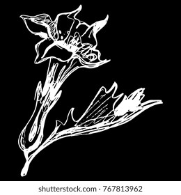 Isolated vector illustration. Hand drawn sketch of datura flower. White silhouette on black background.