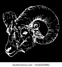 Isolated vector illustration. Head of a bighorn sheep. Hand drawn linear sketch. White silhouette on black background.