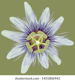 
Isolated vector illustration. Head of a Blue Passion Flower or Passiflora. 
