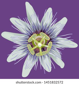Isolated vector illustration. Head of a Blue Passion Flower or Passiflora.