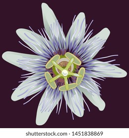 
Isolated vector illustration. Head of a Blue Passion Flower or Passiflora. 
