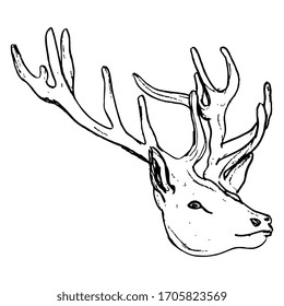 Isolated vector illustration. Head of deer with antlers. Hand drawn linear doodle ink sketch. Black silhouette on white background.