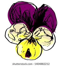 Isolated vector illustration. Head of a pansy flower (Viola tricolor). Hand drawn colored doodle ink sketch.