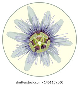 Isolated vector illustration. Head of a passion flower or blue passiflora in a circle.