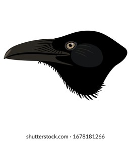 Isolated vector illustration. Head of a raven in profile. Corvus bird.
