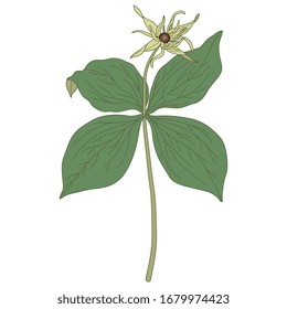 Isolated vector illustration. Herb Paris plant. Paris quadrifolia. True lover's knot. 