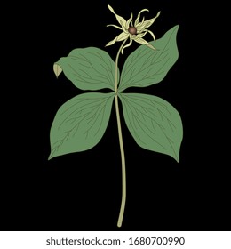  Vektorillustration einzeln. Kräuterpflanze Paris. Paris quadrifolia. Wahrer Liebesknoten. Auf schwarzem Hintergrund.