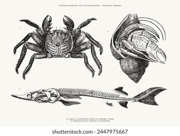 Isolated Vector Illustration of a Hermit Crab, Lightfoot Crab and the Skeleton of a Sterlet Sturgeon