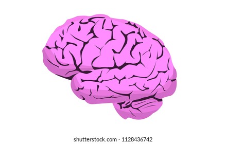 Isolated vector illustration of a human brain. A very detailed picture of the cerebral hemispheres.