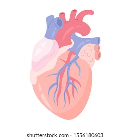 Isolated vector illustration of the human heart with aorta and vein. Anatomy of human body, blood system studying.