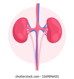 Isolated vector illustration of the human kidneys. Healthy internal organ. Anatomy of human body, excretory system studying. Isolated flat anatomy illustration
