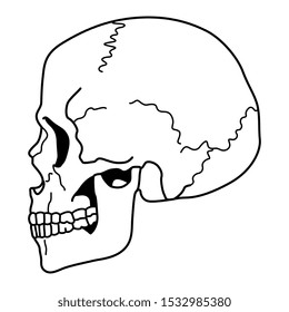 Isolated vector illustration. Human skull in profile. Black and white linear silhouette.