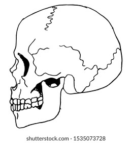 Isolated vector illustration. Human skull in profile. Hand drawn linear sketch. Black silhouette on white background.