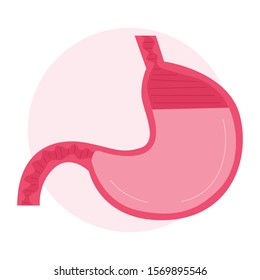 Isolated vector illustration of the human stomach. Healthy internal organ. Anatomy of human body, digestive system studying. Isolated flat anatomy illustration