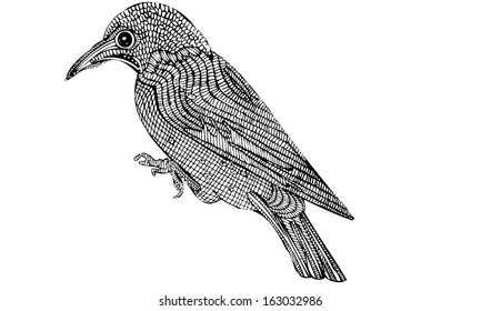Isolated vector illustration ink drawing of a patterned bird with beak and feathers 