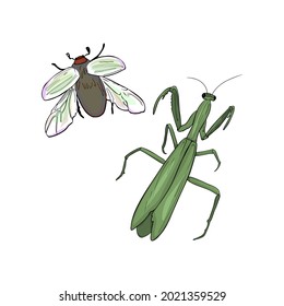 Isolated vector illustration of insects on a white background. Praying mantis beetle isolated template for designer, sticker, logo, icon, insect exterminator, exotic pets