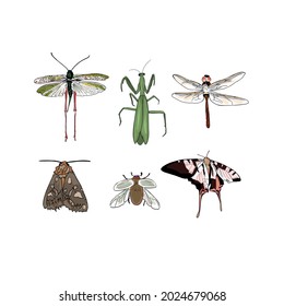 Isolated vector illustration of insects on a white background. Mantis,
beetle, butterfly, dragonfly, locust isolated blank for designer, sticker, logo, icon, insect exterminator, exotic pets
