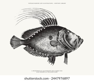 Isolated Vector Illustration of a John Dory Fish