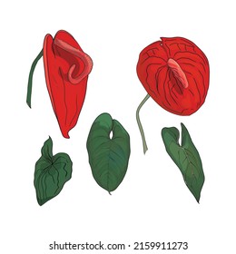 Isolated vector illustration of a large set of tropical leaves and flowers. Exotic flowers and leaves as a print, blank for designers, logo, label, sticker