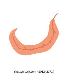 Isolated vector illustration of a leaf for decoration