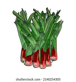 Isolated vector illustration of leek. Pearl bow as a blank for designers, logo, print, emblem