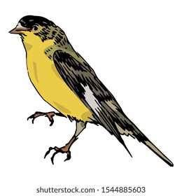 Isolated vector illustration. Lesser goldfinch. (Spinus psaltria). American songbird. Hand drawn colorful sketch. 