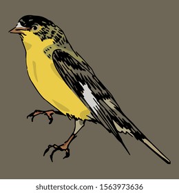 Isolated vector illustration. Lesser goldfinch. Spinus psaltria. American songbird. Hand drawn colorful sketch. 