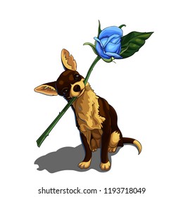 Isolated vector illustration of a little pretty chihuahua sitting with a rose in its mouth