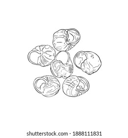 Isolated vector illustration of live snails for eating on a white background. Grape snail, escargot for print menu, restaurant, icon