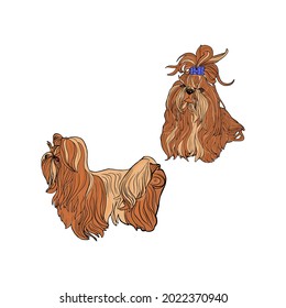 `Isolated vector illustration of a Maltese lapdog. Drawing dog blank for designers, logo, icon, pet shop, veterinary