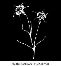 Isolated vector illustration of a meadow flower. Corn Cockle. Agrostemma Githago. Hand drawn sketch. White silhouette on black background.