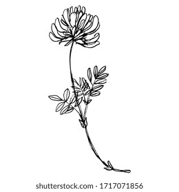 Isolated vector illustration. Meadow flower. Vetch branch. Phaca australis. Hand drawn linear doodle ink sketch. Black silhouette on white background.