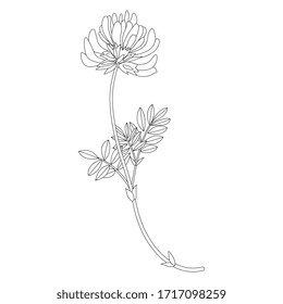 Isolated vector illustration. Meadow flower. Vetch branch. Phaca australis. Black and white linear silhouette.