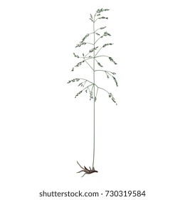 Isolated vector illustration of a meadow grass. Element for design.