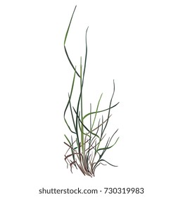 Isolated vector illustration of a meadow grass. Element for design.