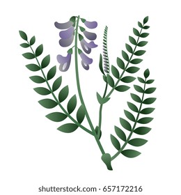 Isolated vector illustration. Meadow herb. Vetch flower.