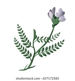 Isolated vector illustration. Meadow herb. Vetch flower.