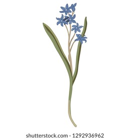 Isolated vector illustration. Mercury Bluebell flower. (Scilla). Hand drawn art. Vintage style.