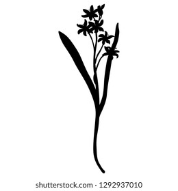 Isolated vector illustration. Mercury Bluebell flower. (Scilla). Black silhouette on white background.